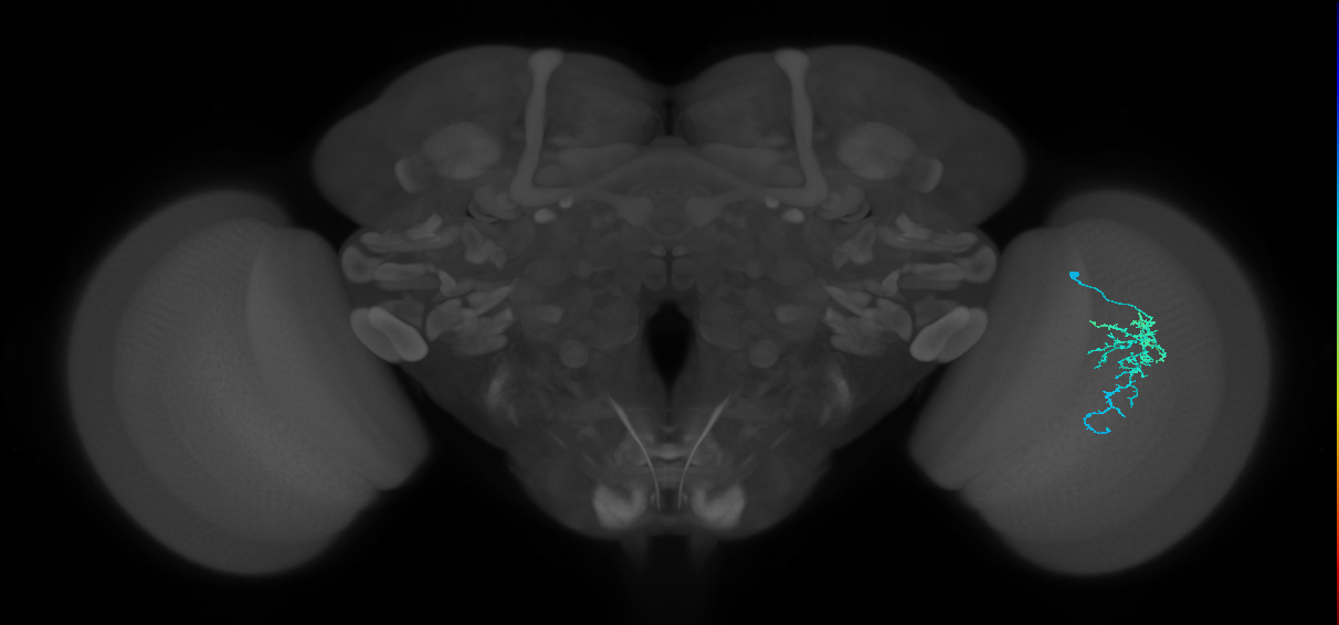 Dm16_R (MaleCNS:79103)
