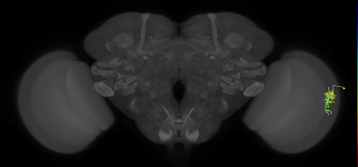 Dm16_R (MaleCNS:106343)