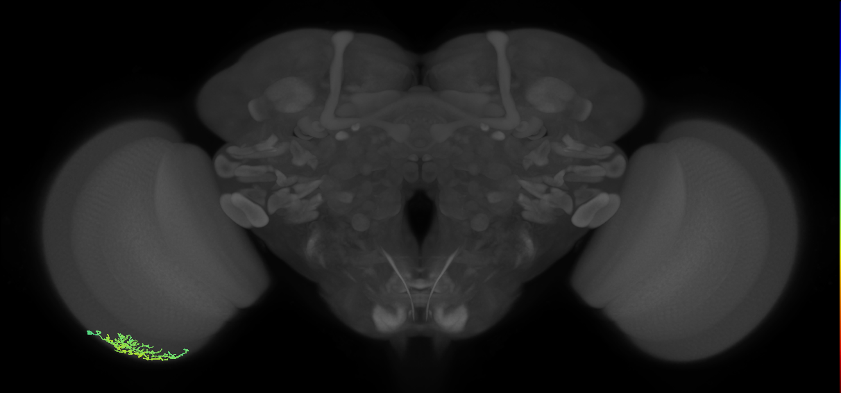 Dm16_L (MaleCNS:515081)