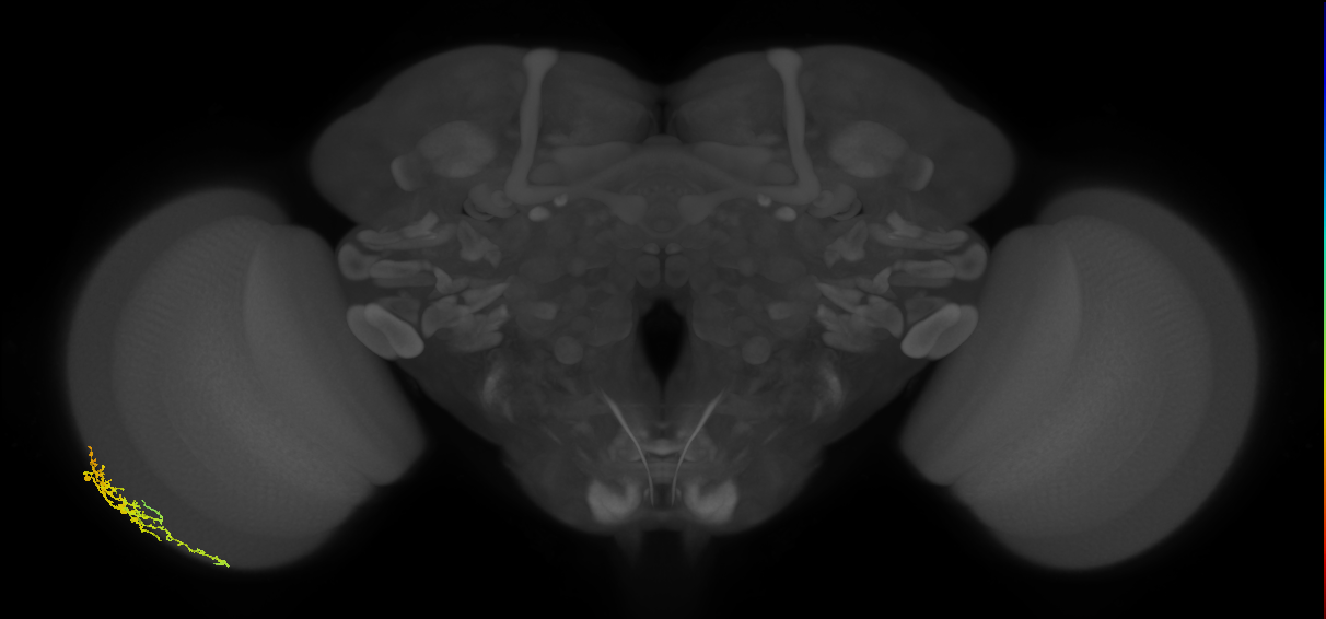 Dm16_L (MaleCNS:74321)
