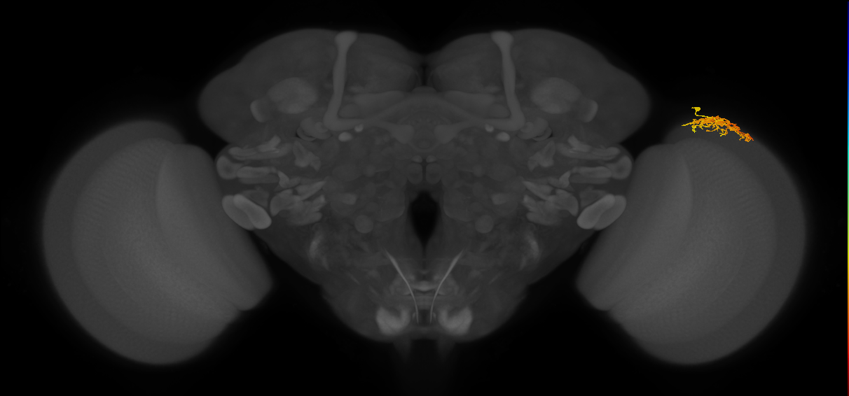 Dm16_R (MaleCNS:70162)