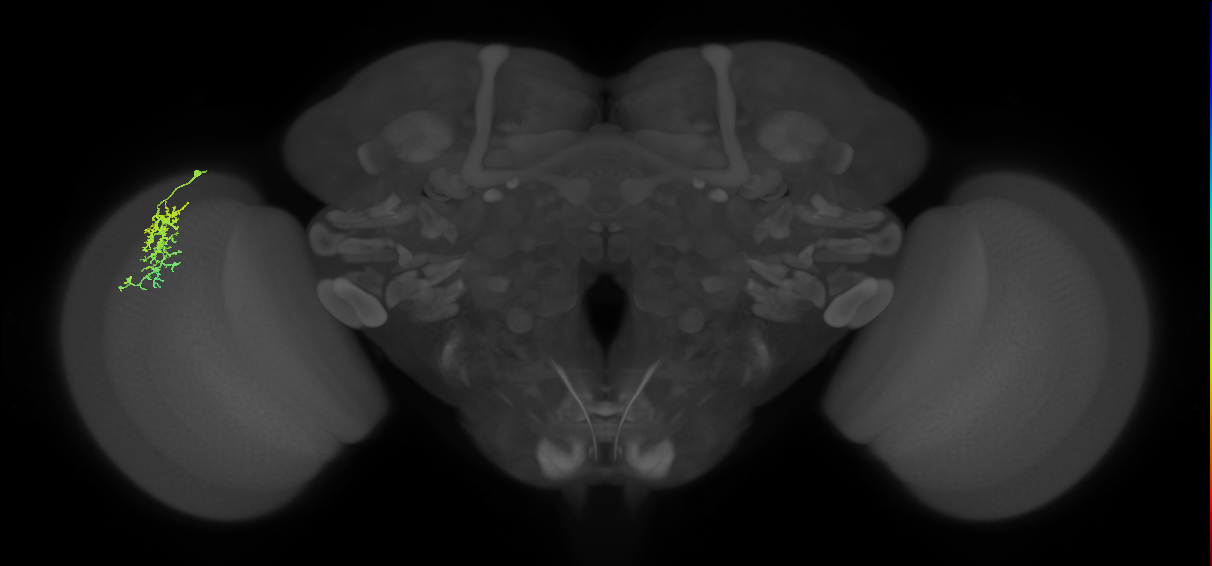 Dm16_L (MaleCNS:543267)