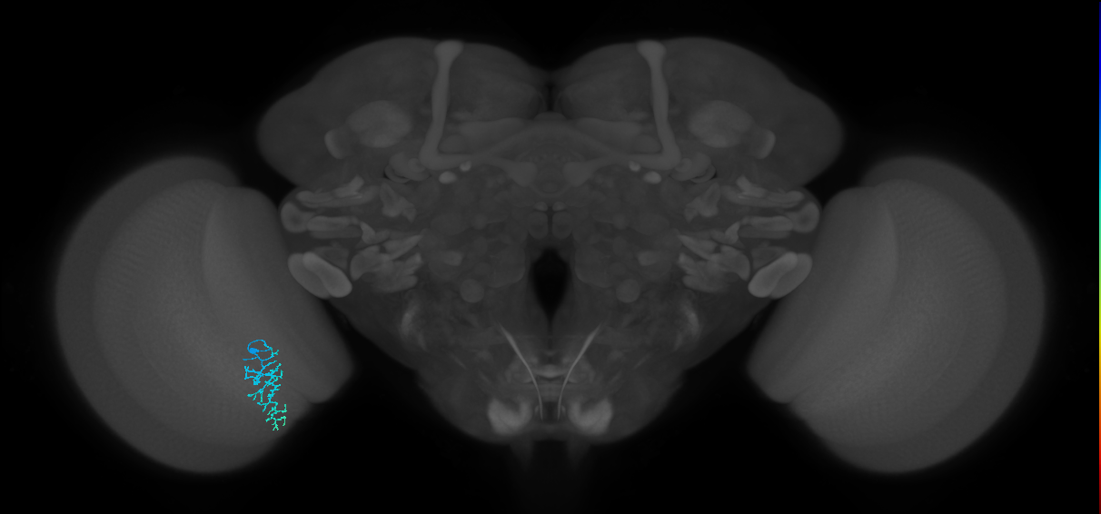 Dm16_L (MaleCNS:532521)