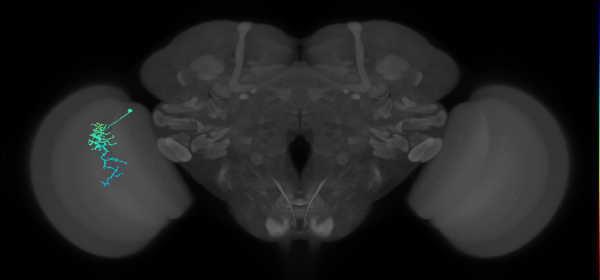 Dm16_L (MaleCNS:520627)
