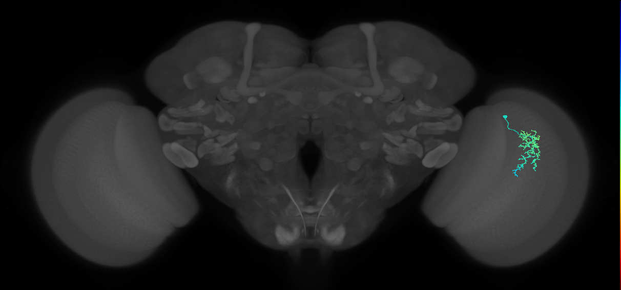 Dm16_R (MaleCNS:101156)