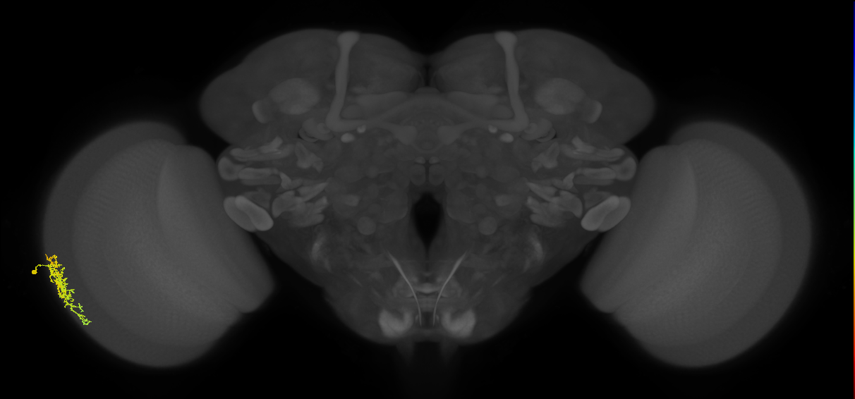Dm16_L (MaleCNS:517638)