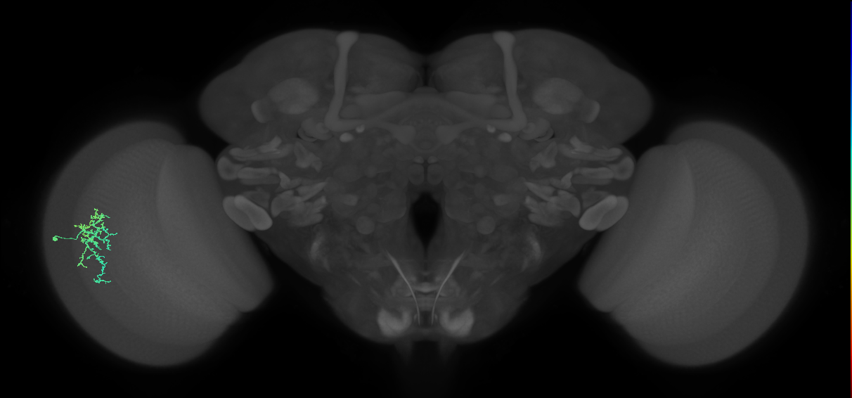 Dm16_L (MaleCNS:515208)