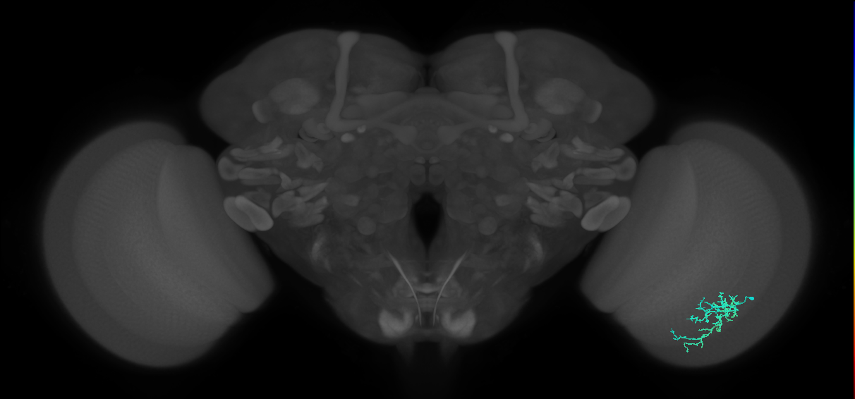 Dm16_R (MaleCNS:84995)