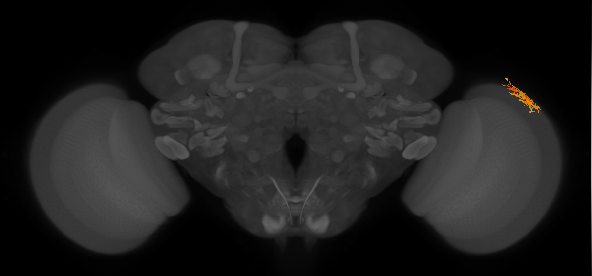 Dm16_R (MaleCNS:70948)
