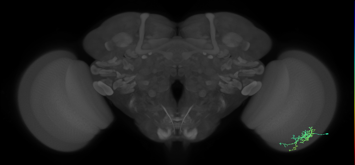 Dm16_R (MaleCNS:108766)