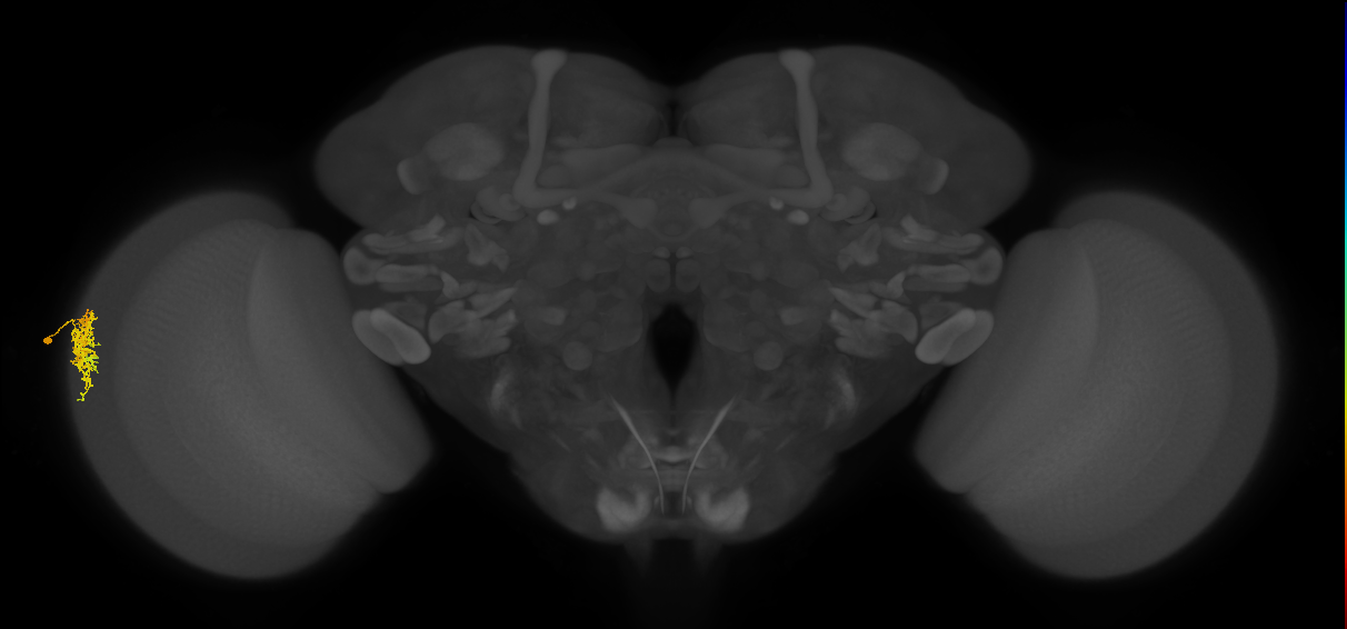 Dm16_L (MaleCNS:74257)