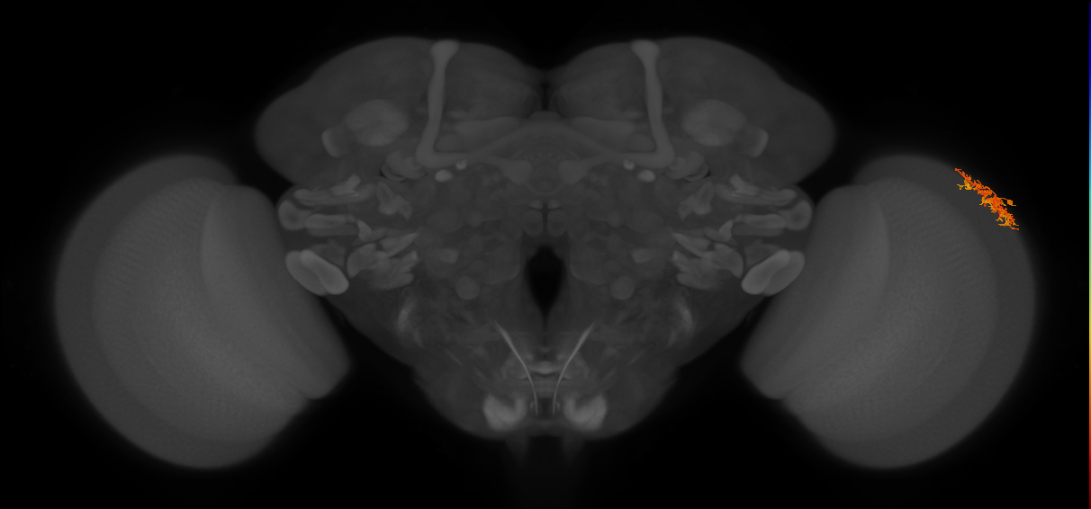 Dm16_R (MaleCNS:63812)