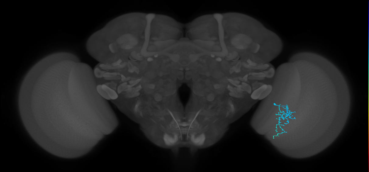 Dm16_R (MaleCNS:108529)