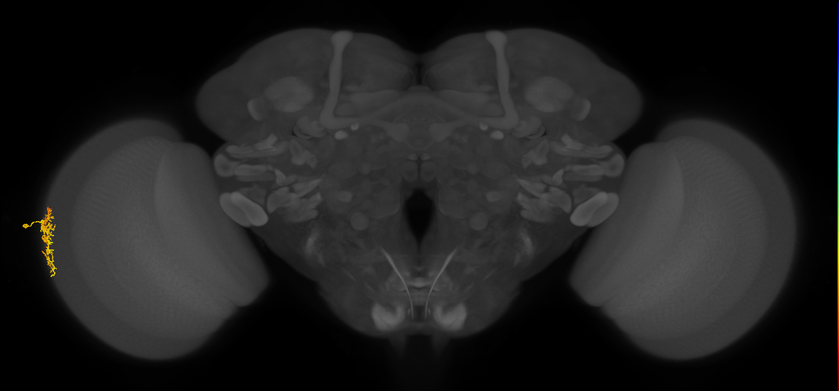 Dm16_L (MaleCNS:162775)