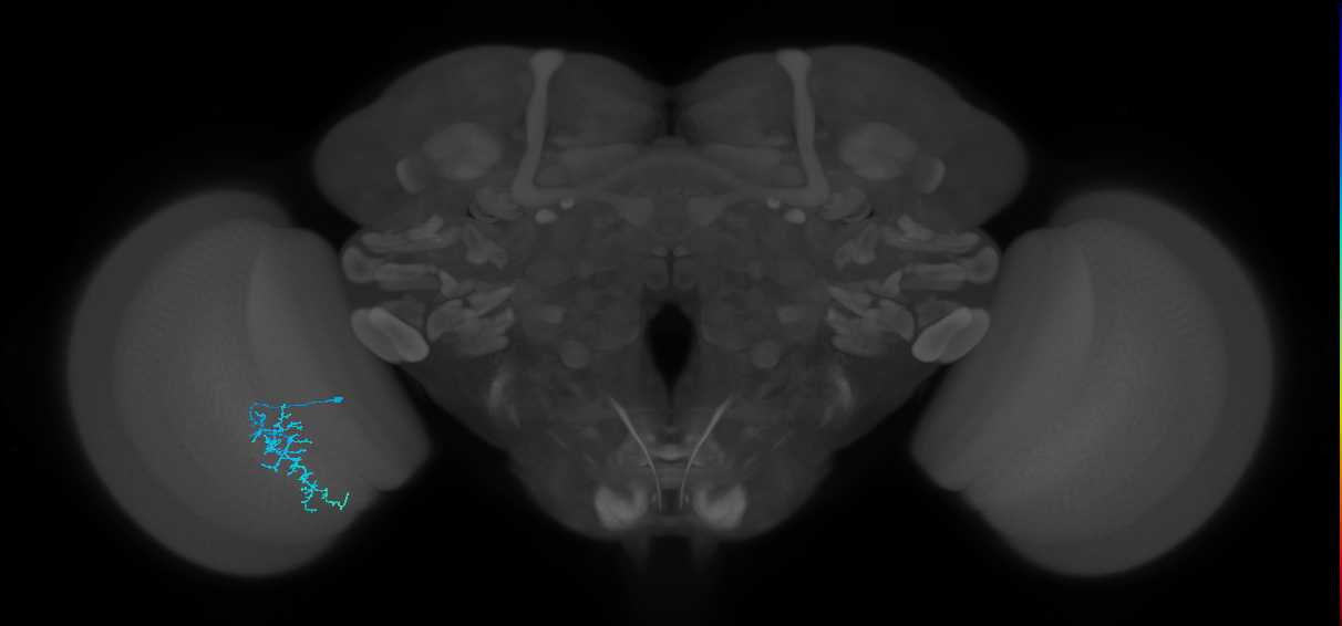 Dm16_L (MaleCNS:92922)