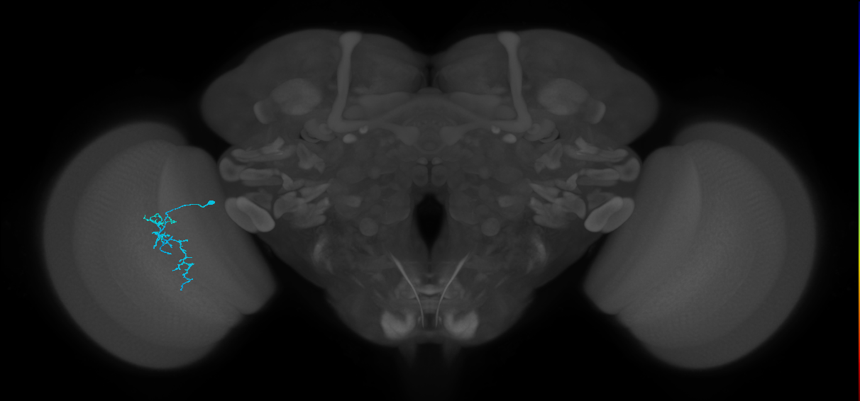 Dm16_L (MaleCNS:162226)