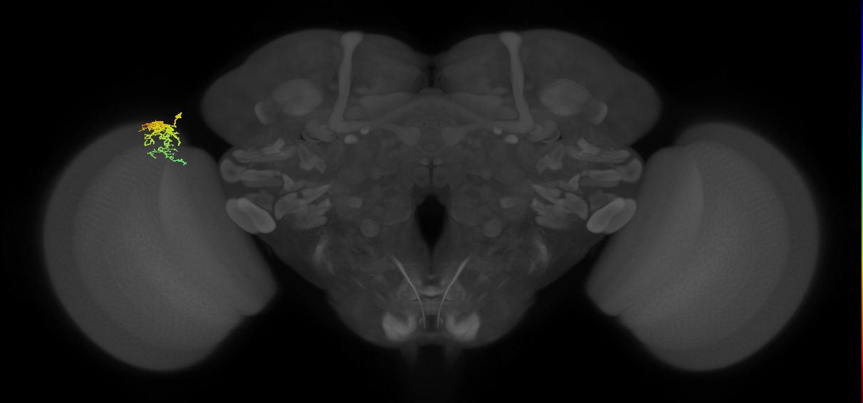 Dm16_L (MaleCNS:129644)
