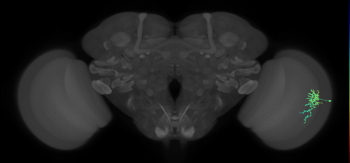 Dm16_R (MaleCNS:98231)