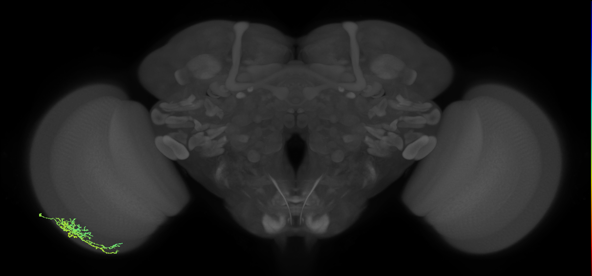 Dm16_L (MaleCNS:539906)