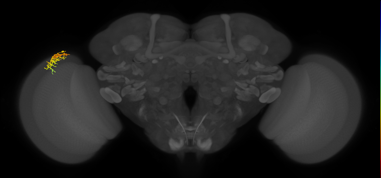 Dm16_L (MaleCNS:519165)