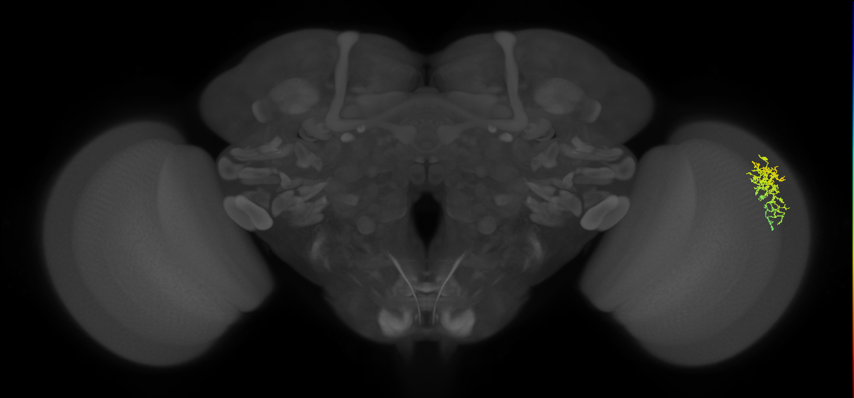 Dm16_R (MaleCNS:68181)