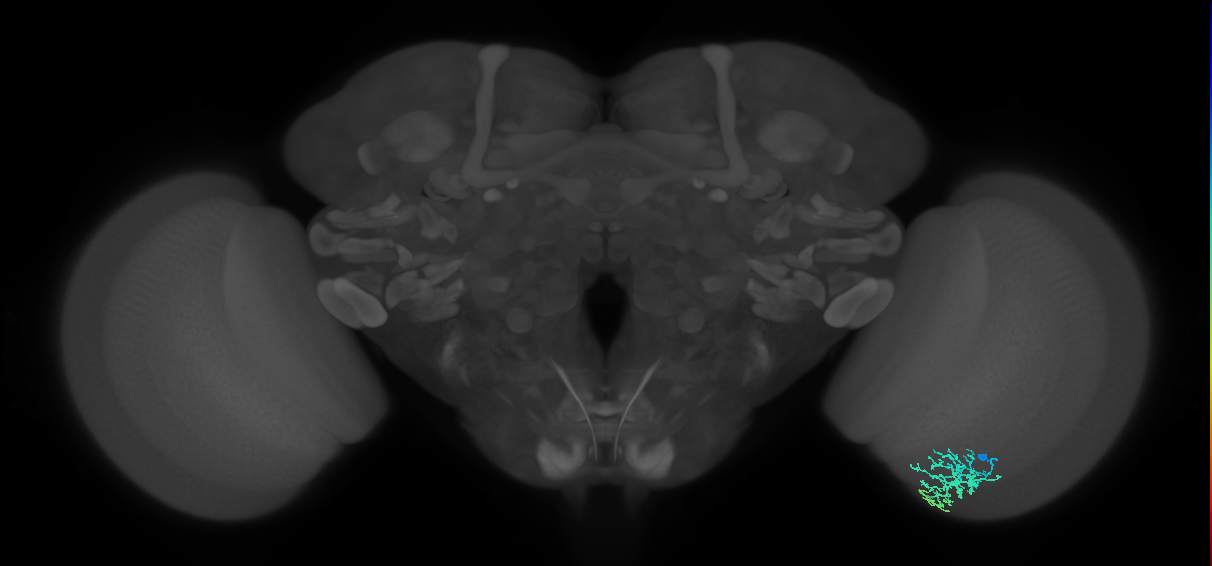 Dm16_R (MaleCNS:62537)