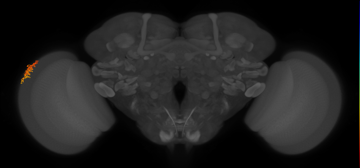 Dm16_L (MaleCNS:75505)