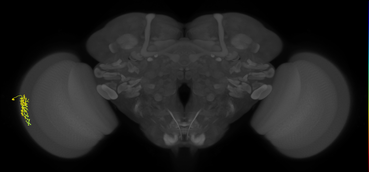 Dm16_L (MaleCNS:55270)