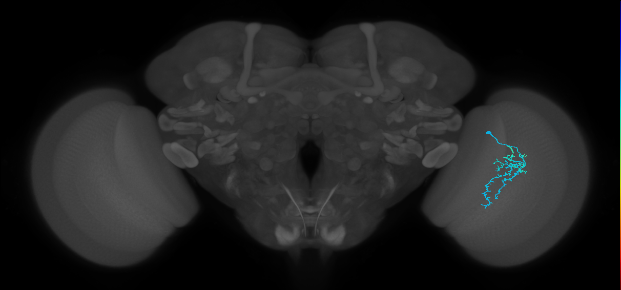 Dm16_R (MaleCNS:102470)