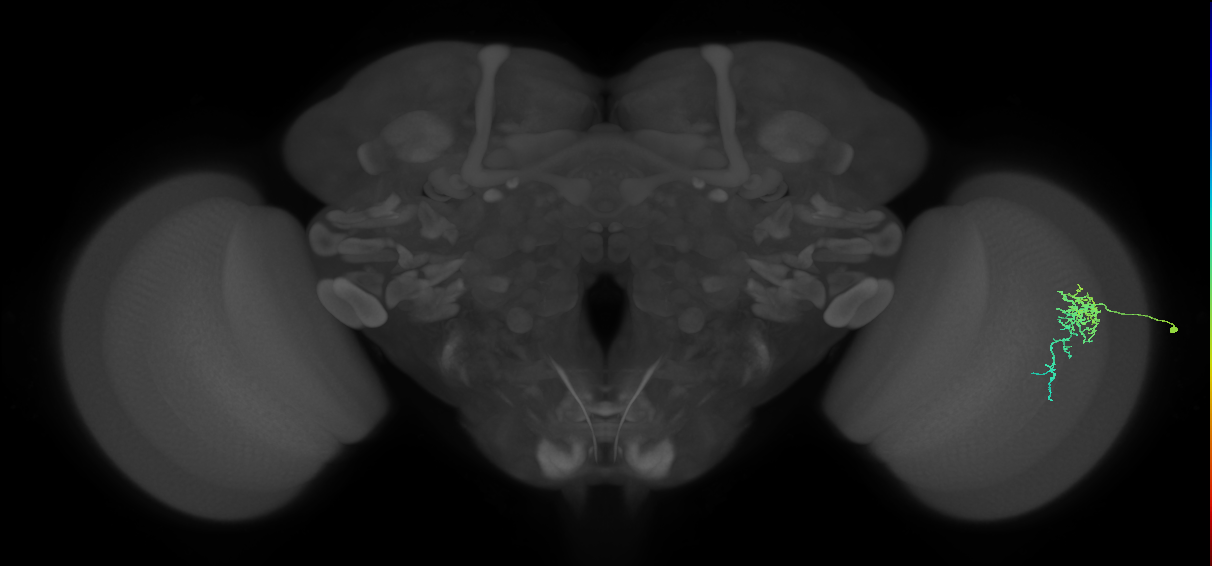Dm16_R (MaleCNS:112138)