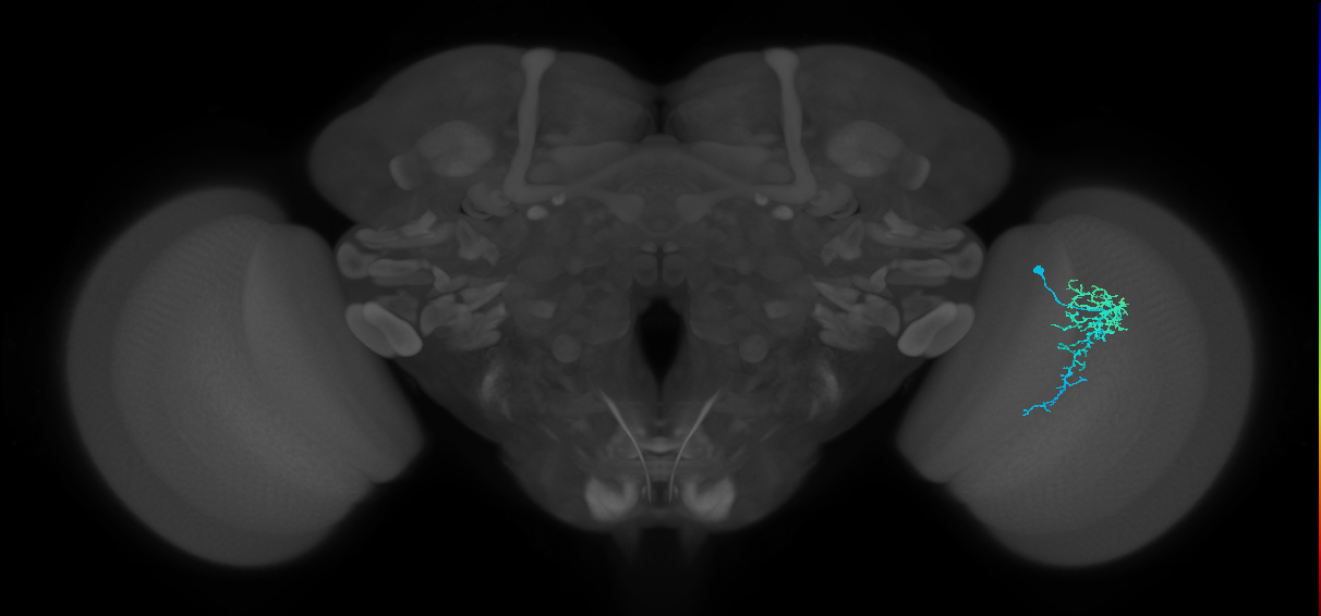 Dm16_R (MaleCNS:77335)