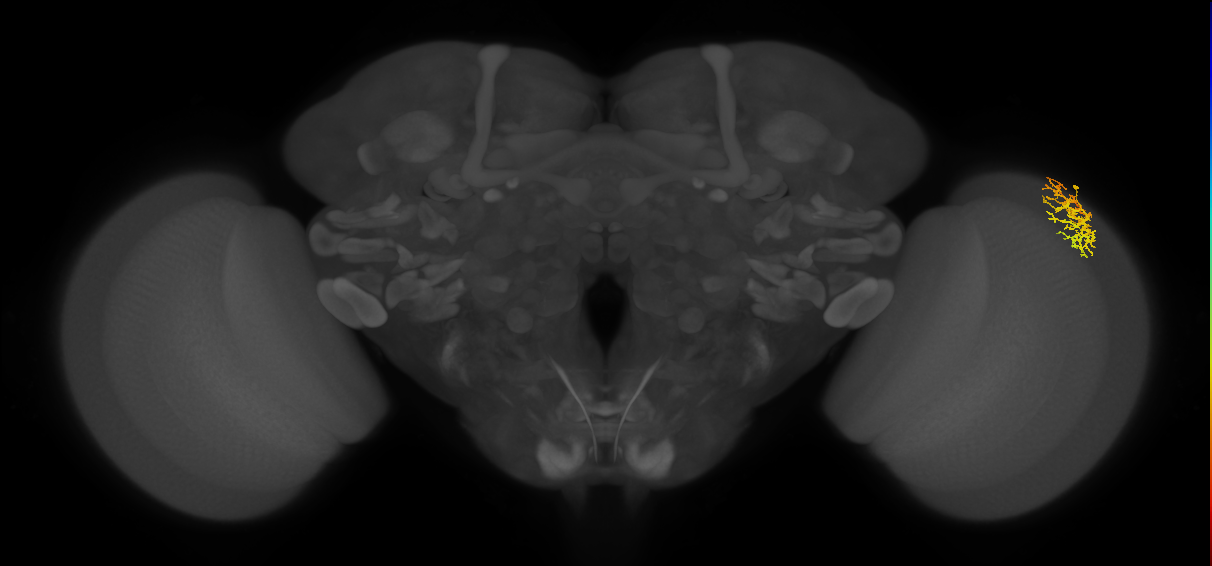 Dm16_R (MaleCNS:70243)