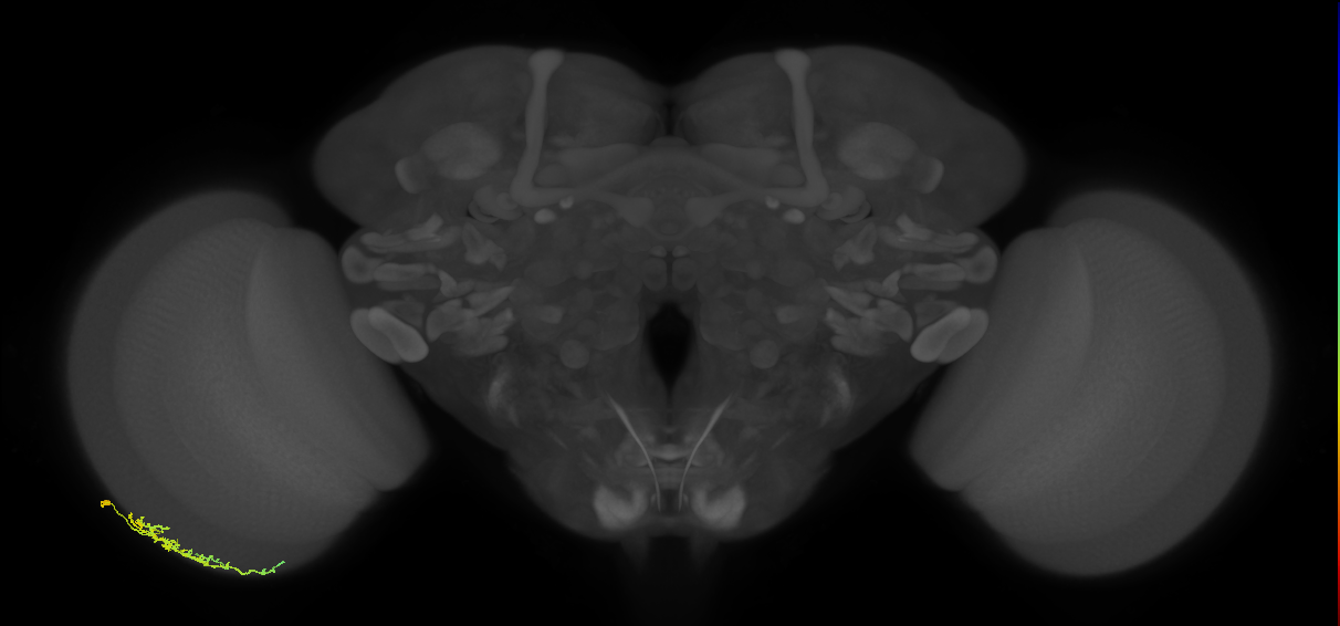 Dm16