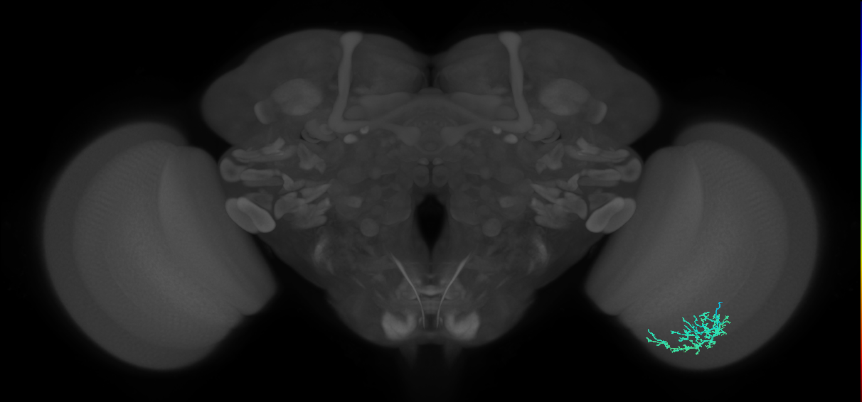 Dm16_R (MaleCNS:64973)