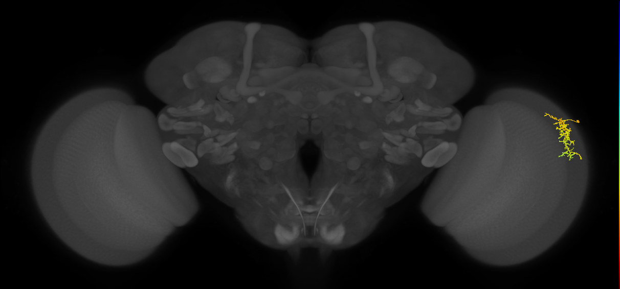 Dm16_R (MaleCNS:89944)