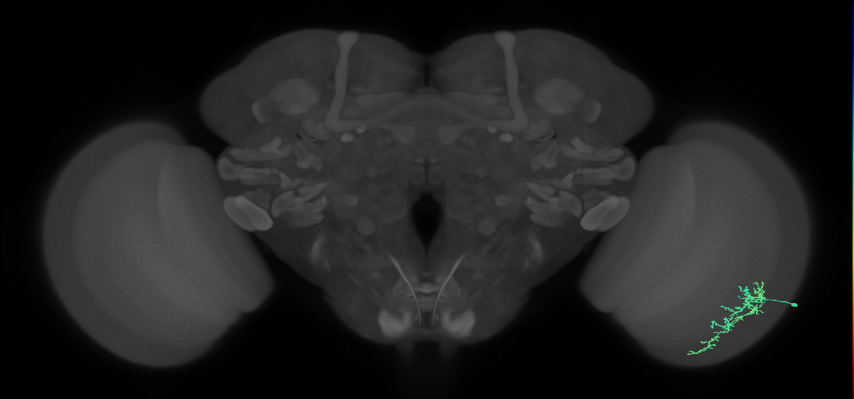 Dm16_R (MaleCNS:70639)