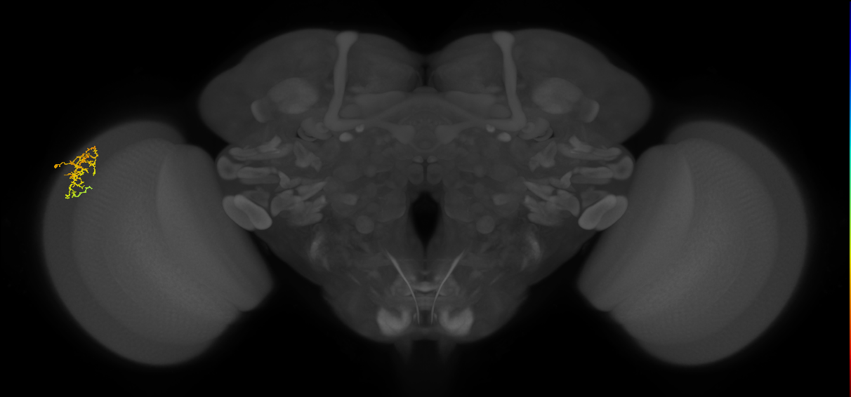 Dm16_L (MaleCNS:94698)