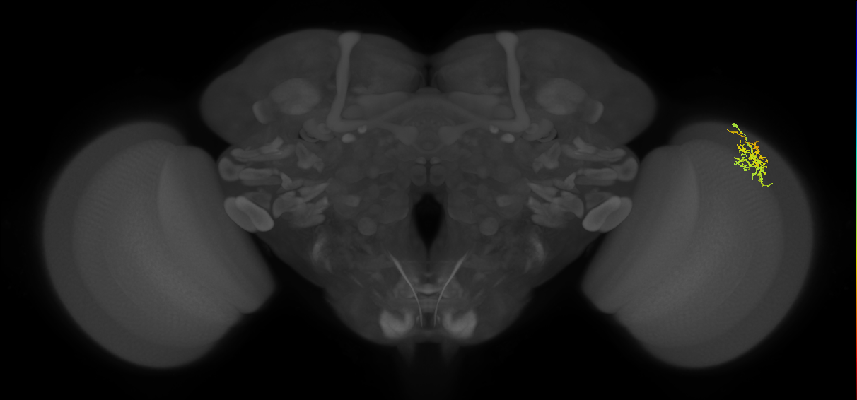 Dm16_R (MaleCNS:85013)