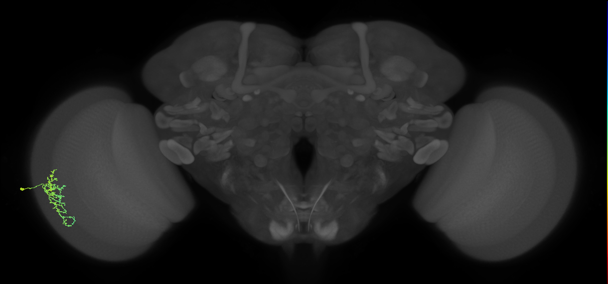 Dm16_L (MaleCNS:46070)