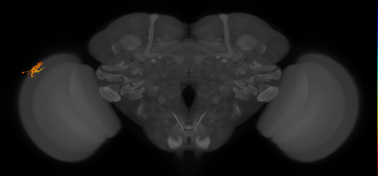 Dm16_L (MaleCNS:92148)