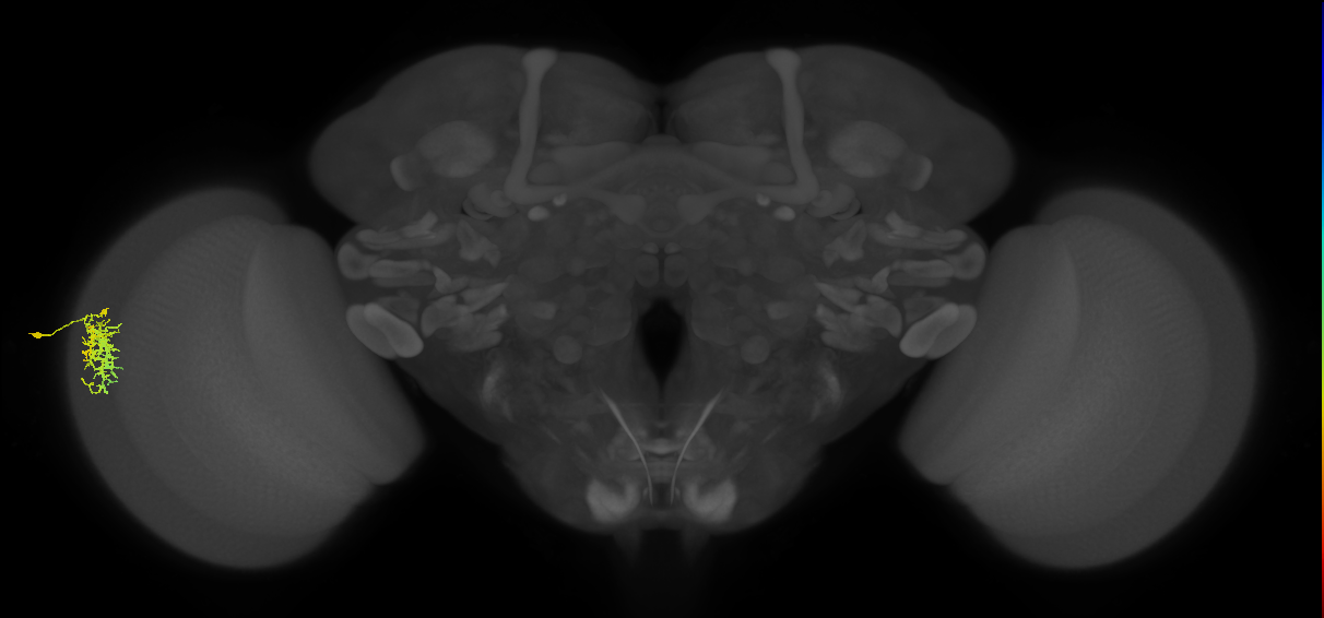 Dm16_L (MaleCNS:68514)