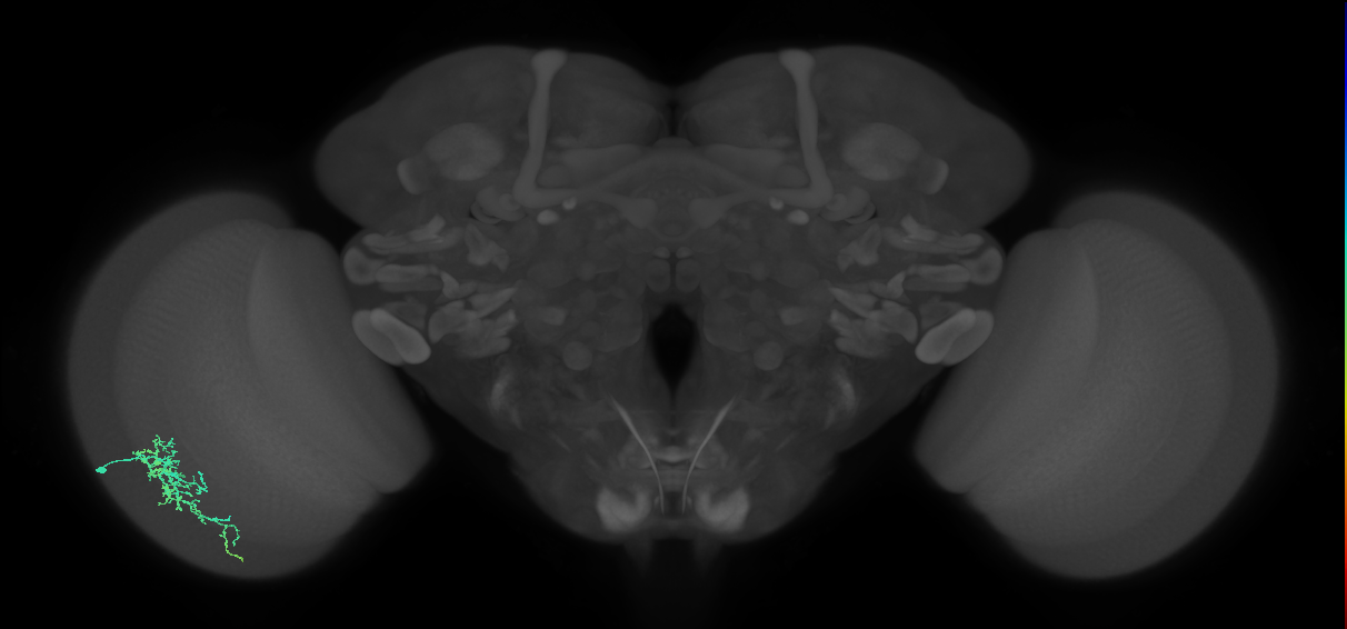 Dm16_L (MaleCNS:537142)