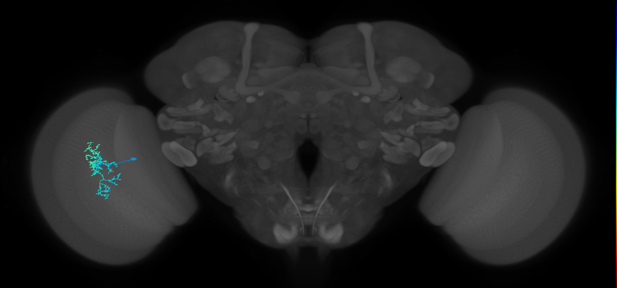 Dm16_L (MaleCNS:524171)