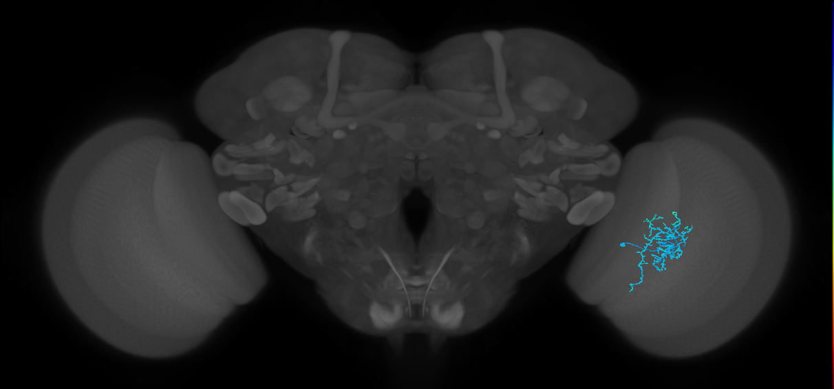 Dm16_R (MaleCNS:85689)
