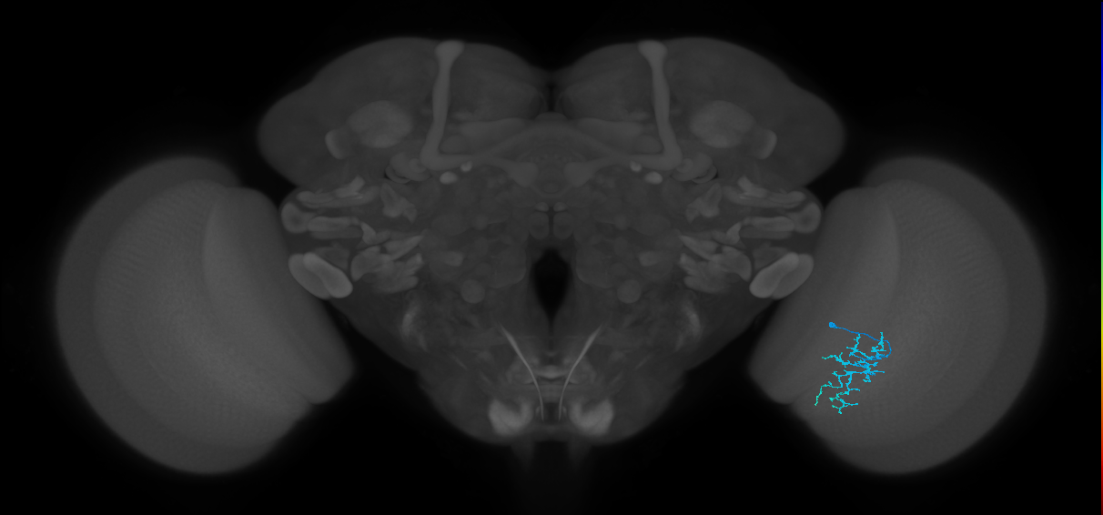 Dm16_R (MaleCNS:103516)