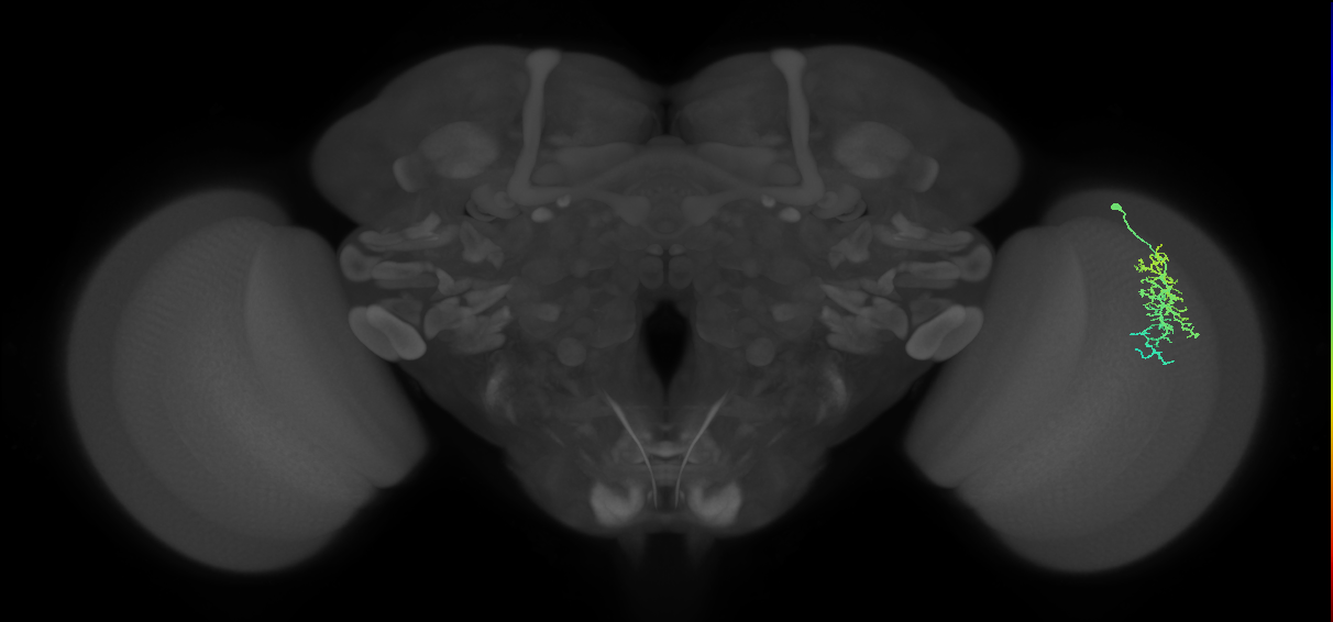 Dm16_R (MaleCNS:70975)