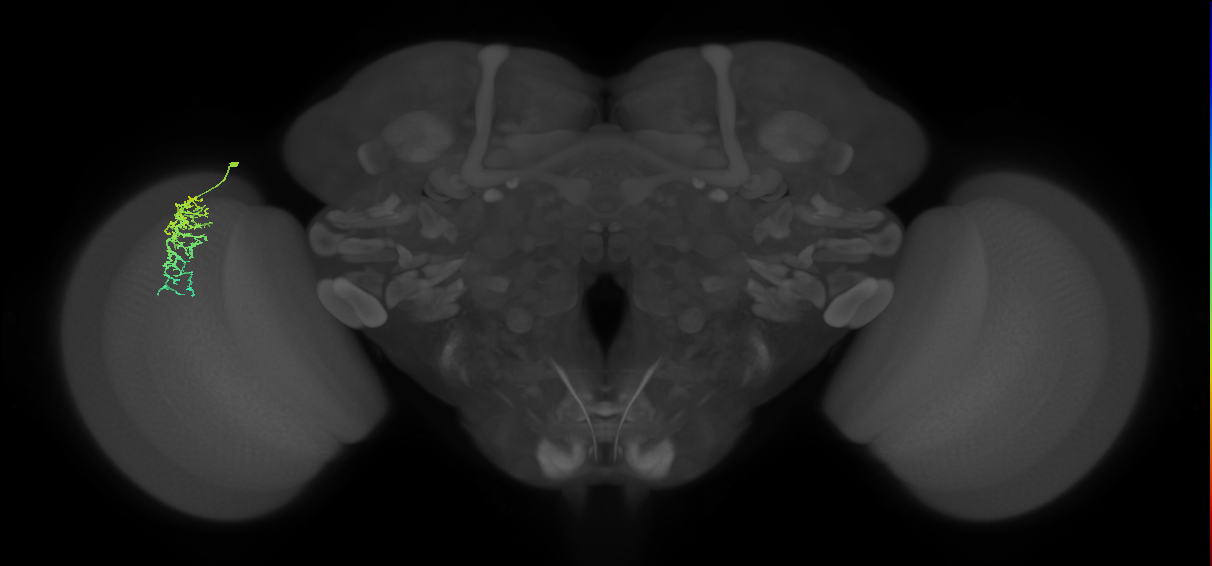 Dm16_L (MaleCNS:112966)