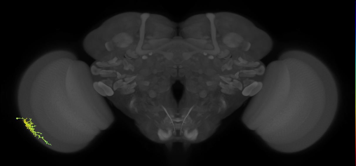 Dm16_L (MaleCNS:39038)