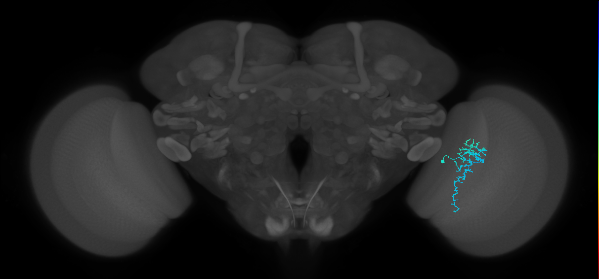 Dm16_R (MaleCNS:89482)