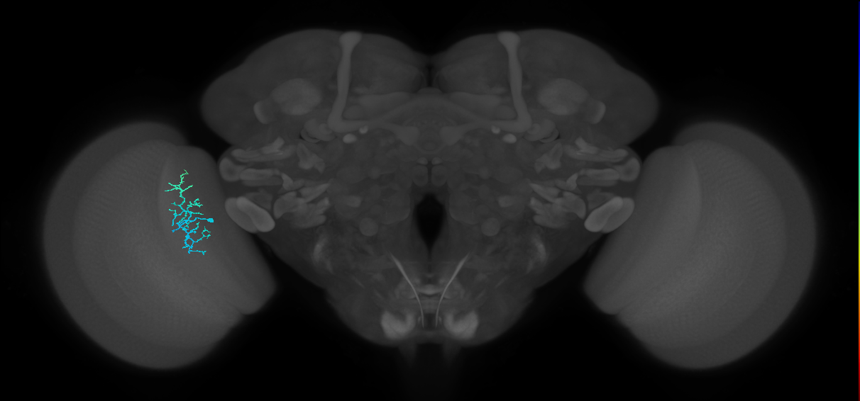 Dm16_L (MaleCNS:108193)